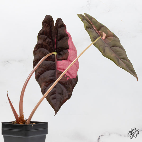 Alocasia Chantrieri Pink Variegated (wk50-US) *Corming Size*