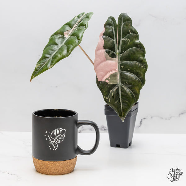 Alocasia Chantrieri Pink Variegated (wk50-US) *Corming Size*