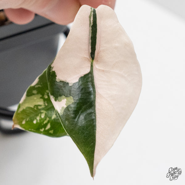 Alocasia Chantrieri pink variegated (wk1-A)