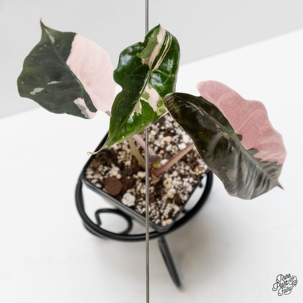 Alocasia Chantrieri pink variegated (wk1-B)