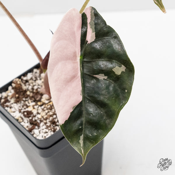 Alocasia Chantrieri pink variegated (wk1-B)