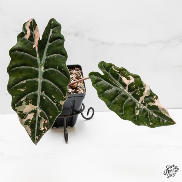 Alocasia Chantrieri Pink Variegated (wk2-UH) *Corming Size*