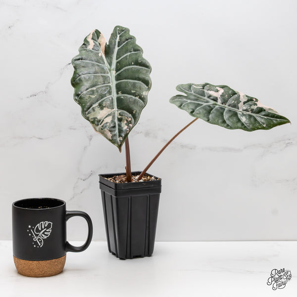 Alocasia Chantrieri Pink Variegated (wk2-UH) *Corming Size*