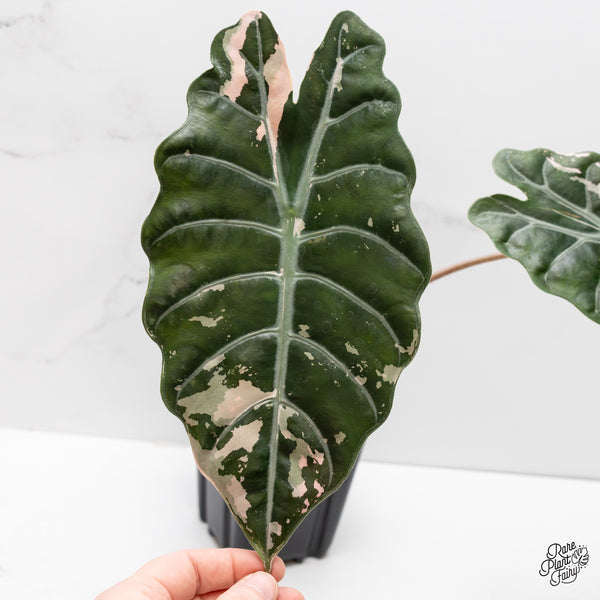 Alocasia Chantrieri Pink Variegated (wk2-UH) *Corming Size*