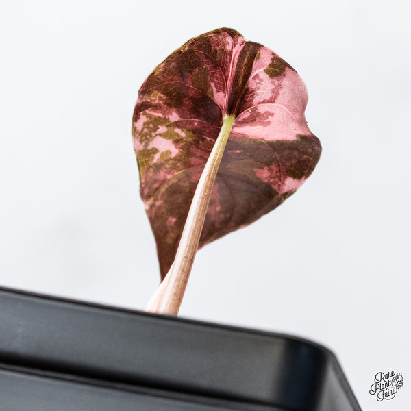 Alocasia Chantrieri Pink Variegated *Corm Grown* (wk4-J)