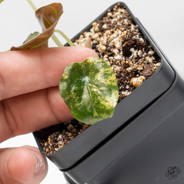 Alocasia Cuprea Gold/Aurea/Caramel Latte Variegated (wk51-P)