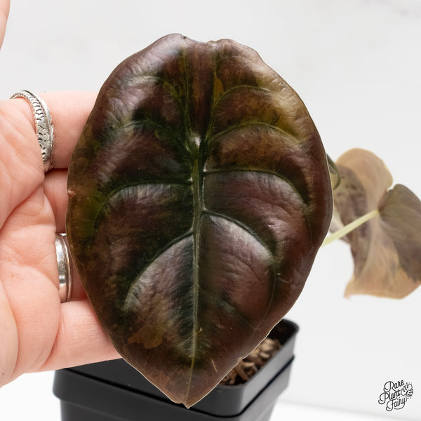 Alocasia Cuprea Gold/Aurea/Caramel Latte Variegated (wk6-S)