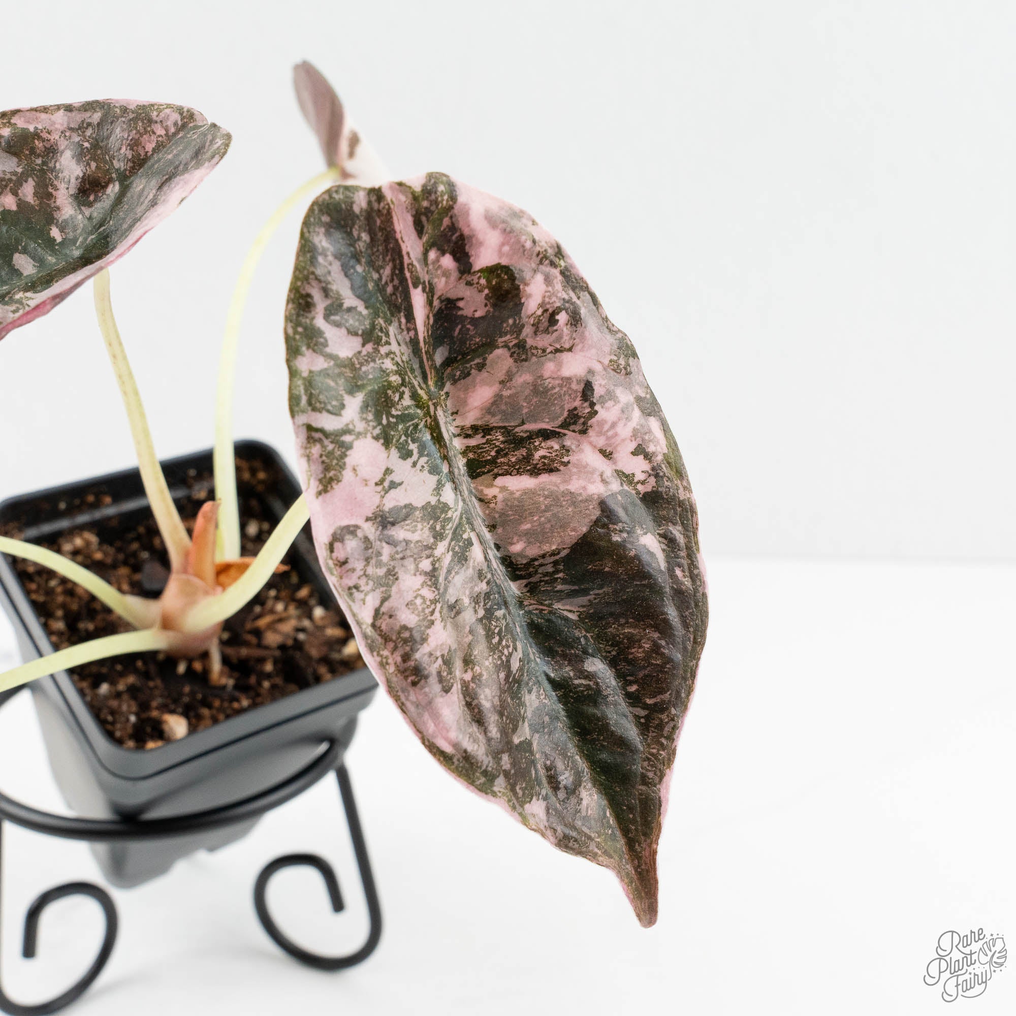 Alocasia cuprea pink var/ アロカシア クプレア ピンク Alocasia 'Cuprea' Albo/Pink Variegated (wk18-UH) – Rare Plant Fairy