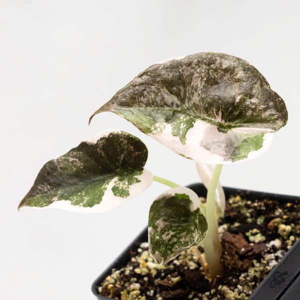 Alocasia 'Cuprea' Albo/Pink Variegated (wk6-A)
