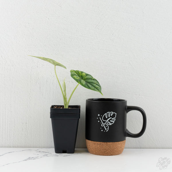 Alocasia 'Dragon Scale' aurea variegated (wk8-K)