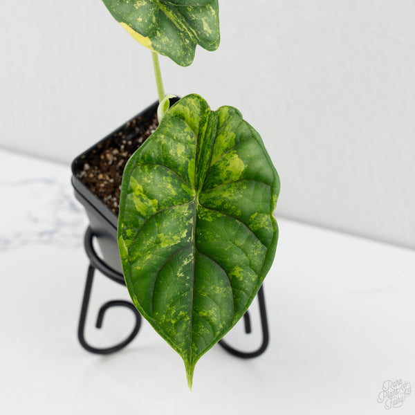 Alocasia 'Dragon Scale' aurea variegated (wk8-K)
