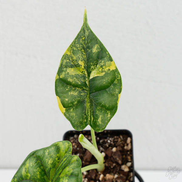 Alocasia 'Dragon Scale' aurea variegated (wk8-K)