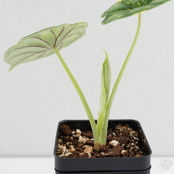 Alocasia 'Dragon Scale' aurea variegated (wk8-K)