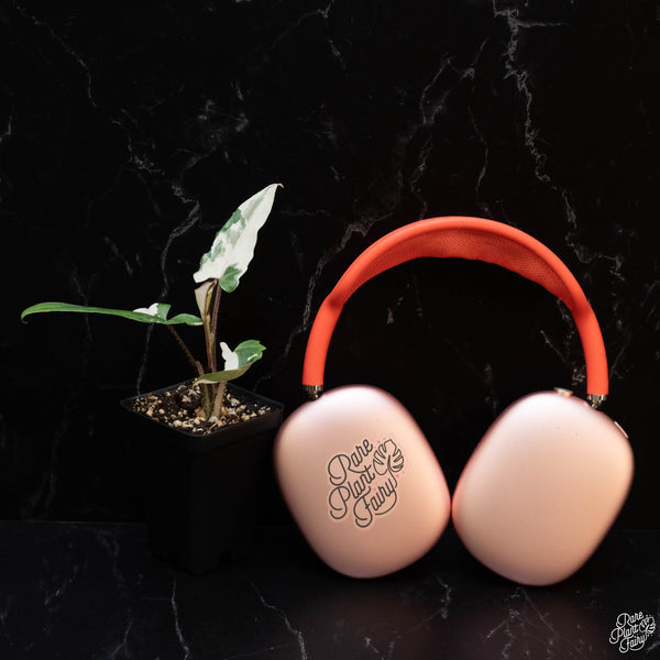 Alocasia lauterbachiana albo variegated *Grower's choice*