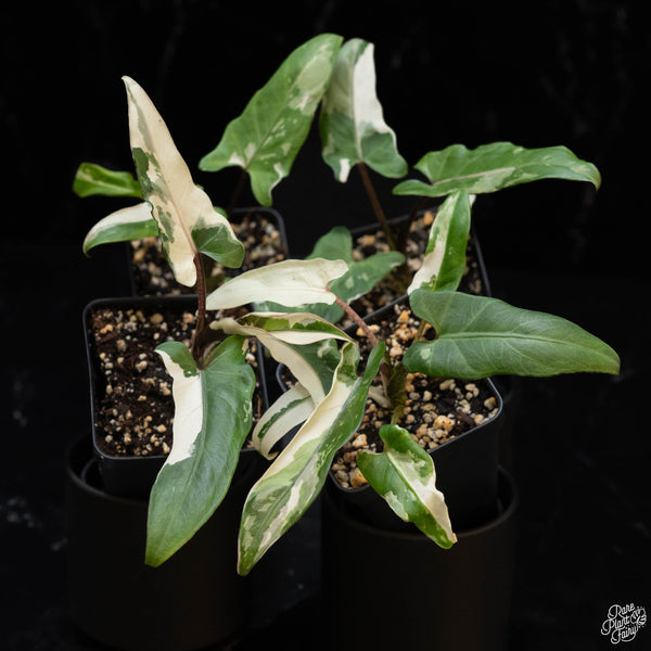 Alocasia lauterbachiana albo variegated *Grower's choice*