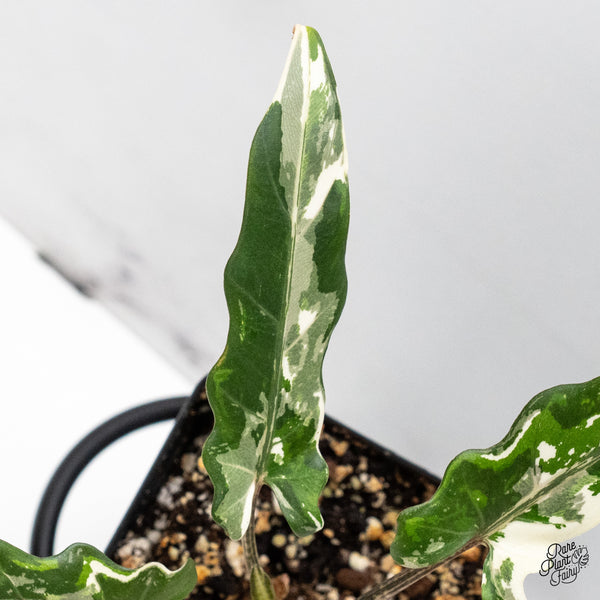Alocasia Lauterbachiana Albo Variegated (wk48-E)