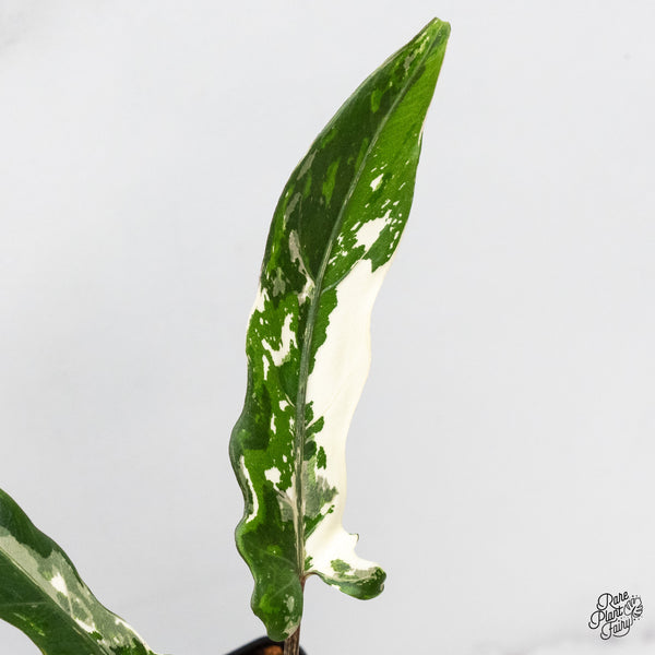 Alocasia Lauterbachiana Albo Variegated (wk48-E)