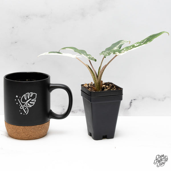 Alocasia Lauterbachiana Albo Variegated (wk48-E)