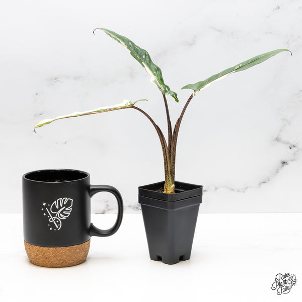 Alocasia Lauterbachiana Albo Variegated (wk50-O)