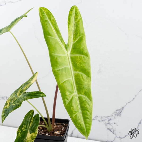 Alocasia Longiloba Aurea Variegated (wk43-T)