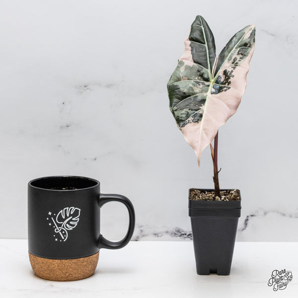 Alocasia Longiloba 'Black Satun' Pink Variegated (wk48-UB)