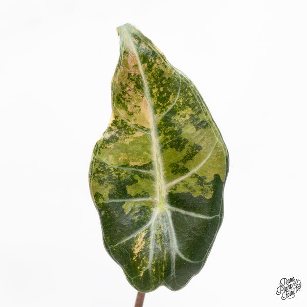 Alocasia Longiloba 'Grandis' Variegated (wk43-E)
