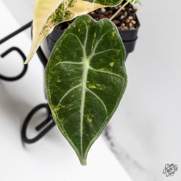 Alocasia Longiloba 'Grandis' Variegated (wk43-E)
