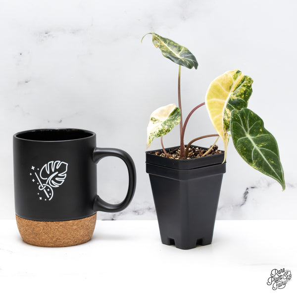 Alocasia Longiloba 'Grandis' Variegated (wk43-E)