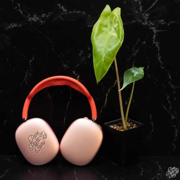 Alocasia longiloba variegated *Grower's choice*