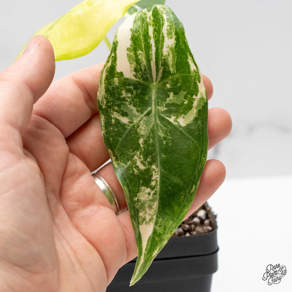 Alocasia Longiloba Albo Variegated (wk48-D)