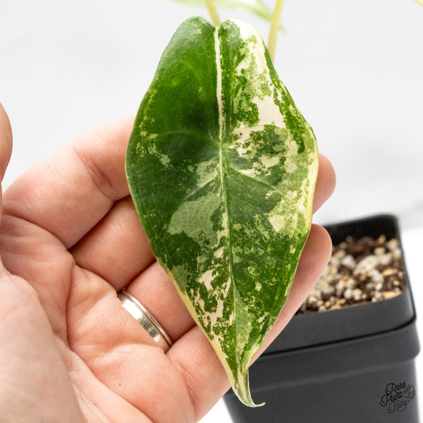 Alocasia Longiloba Albo Variegated (wk48-D)
