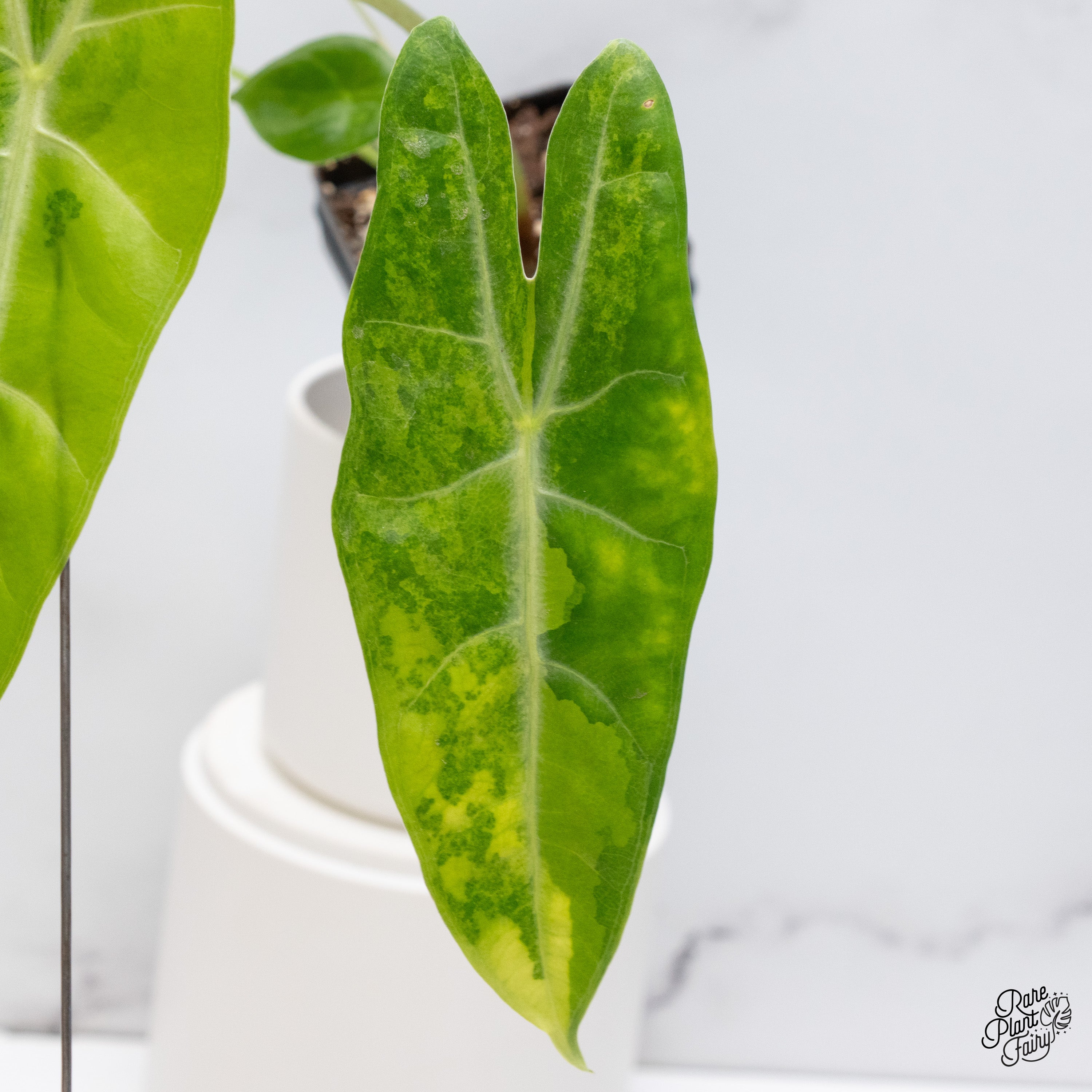 Alocasia Longiloba Aurea Variegated (wk36-E) – Rare Plant Fairy