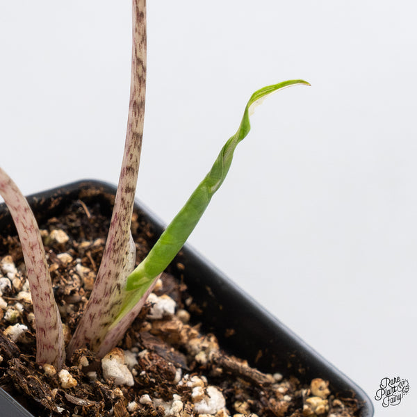 Alocasia Macrorrhiza 'Stingray' Albo Variegated (wk44-K)