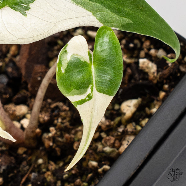 Alocasia Macrorrhiza 'Stingray' Albo Variegated (wk46-I)