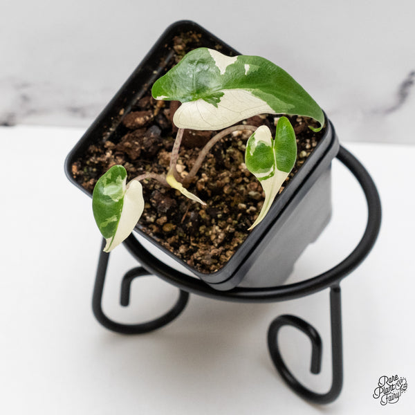 Alocasia Macrorrhiza 'Stingray' Albo Variegated (wk46-I)