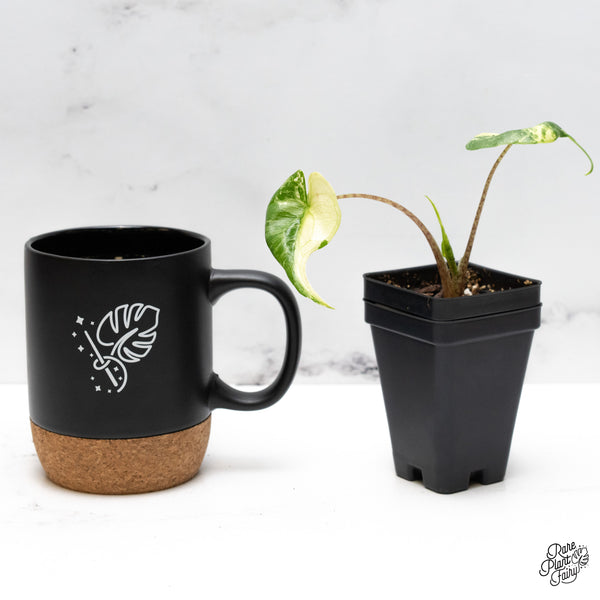 Alocasia Macrorrhiza 'Stingray' Albo Variegated (wk48-L)