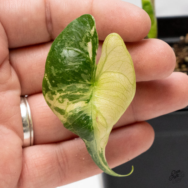 Alocasia Macrorrhiza 'Stingray' Albo Variegated (wk48-L)
