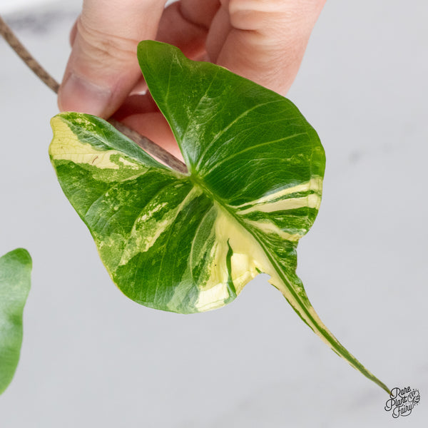 Alocasia Macrorrhiza 'Stingray' Albo Variegated (wk49-L)