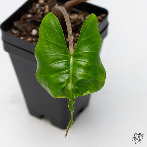 Alocasia Macrorrhiza 'Stingray' Albo Variegated (wk49-L)
