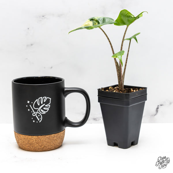 Alocasia Macrorrhiza 'Stingray' Albo Variegated (wk50-J)