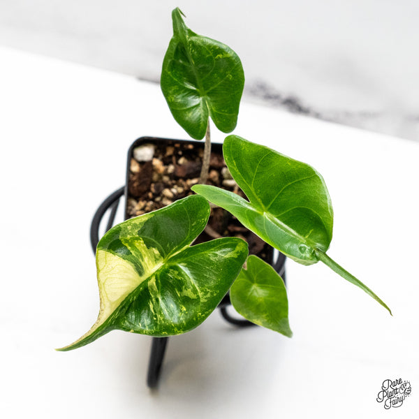 Alocasia Macrorrhiza 'Stingray' Albo Variegated (wk50-J)