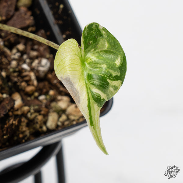 Alocasia Macrorrhiza 'Stingray' Albo Variegated (wk50-Q)