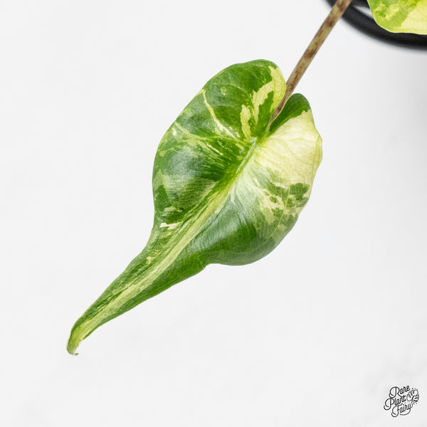 Alocasia Macrorrhiza 'Stingray' Albo Variegated (wk51-D)