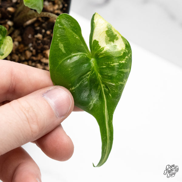 Alocasia Macrorrhiza 'Stingray' Albo Variegated (wk51-D)