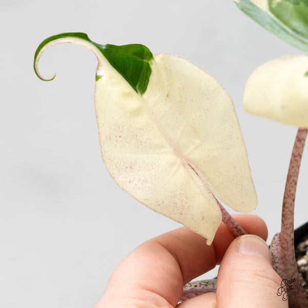 Alocasia Macrorrhiza 'Stingray' Albo Variegated (wk52-B)