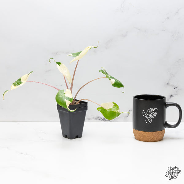 Alocasia Macrorrhiza 'Stingray' Albo Variegated (wk52-B)