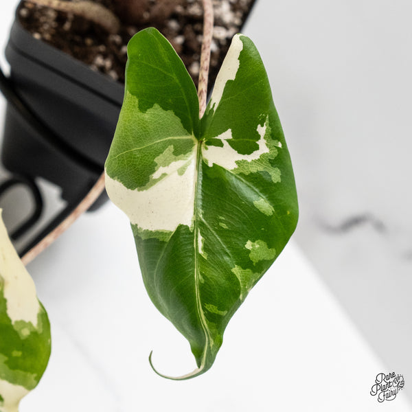Alocasia Macrorrhiza 'Stingray' Albo Variegated (wk52-B)