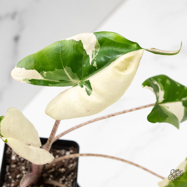 Alocasia Macrorrhiza 'Stingray' Albo Variegated (wk52-B)