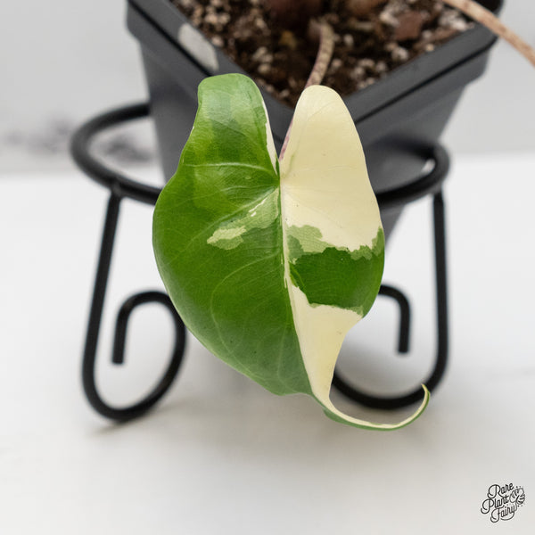 Alocasia Macrorrhiza 'Stingray' Albo Variegated (wk52-B)