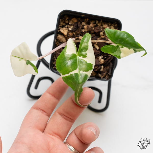 Alocasia Macrorrhiza 'Stingray' Albo Variegated (wk52-F)